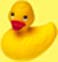 ducky.jpg (9928 bytes)